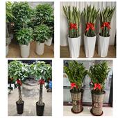 发财树招财树送朋友公司开业伊春市伊春区南岔友好西林区同城花店