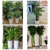 发财树招财树送朋友公司开业哈尔滨市道里南岗道外平房区同城花店