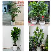 发财树招财树送朋友公司开业上海市嘉定区华亭外冈江桥镇同城花店