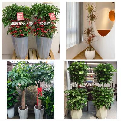 三明市将乐泰宁建宁县永安市同城鲜花店配送开业绿植发财树天堂鸟