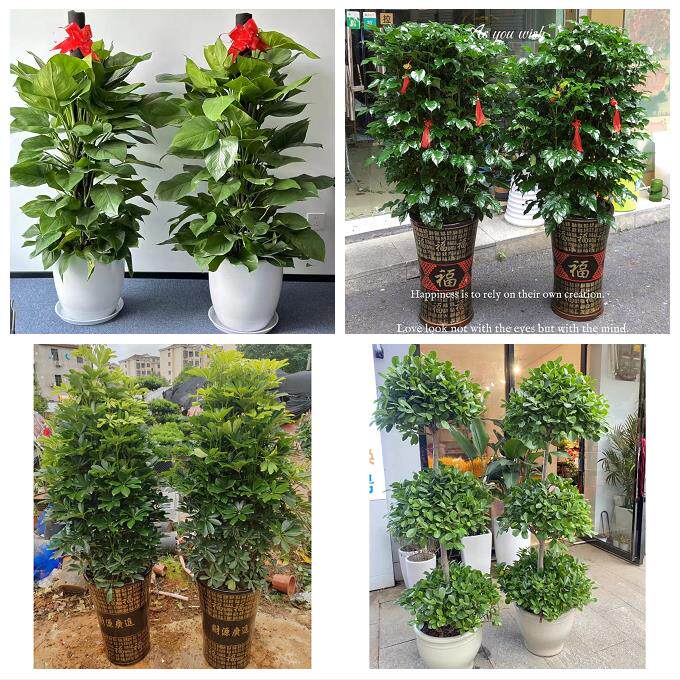 南充市顺庆高坪嘉陵区阆中市同城花店乔迁入新居开业绿植送发财树