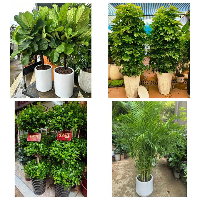 发财树鸭掌木朋友公司开业重庆江北五里店铁山坪鱼嘴镇同城花卉店