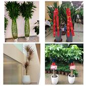 发财树招财树送朋友公司开业送盐城市亭湖区盐都区大丰区同城花店