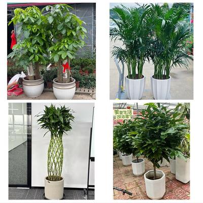 重庆渝中区望龙门朝天门大溪沟同城花店送发财树公司店铺开业绿植