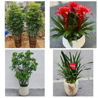 送咸宁市崇阳县通山县赤壁市同城花店乔迁入新居开业绿植送发财树