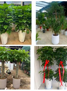 黄山市屯溪区黄山徽州区歙县同城绿植花卉送发财树绿萝柱公司开业