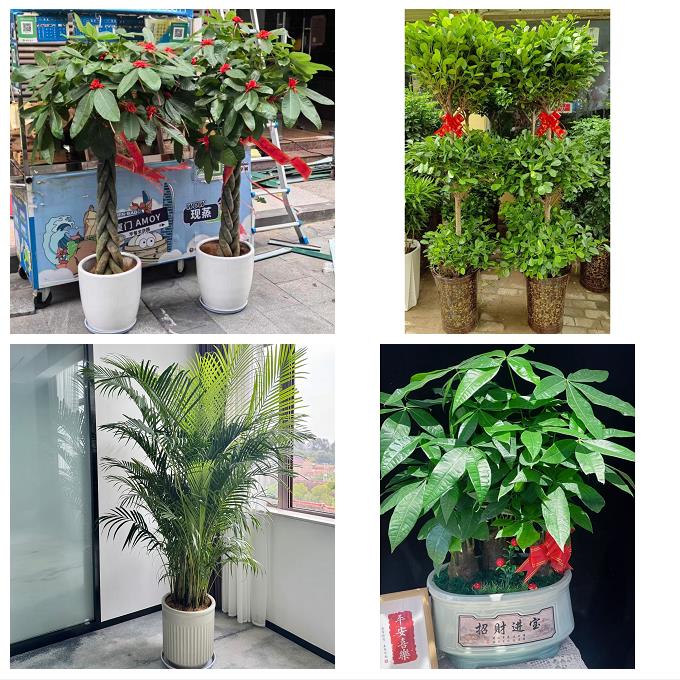 送武汉市武昌区青山区洪山区同城绿植花卉送发财树绿萝柱公司开业