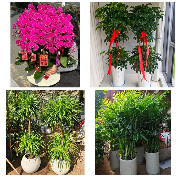 送济南市历下区市中区槐荫区同城绿植花卉送发财树绿萝柱公司开业