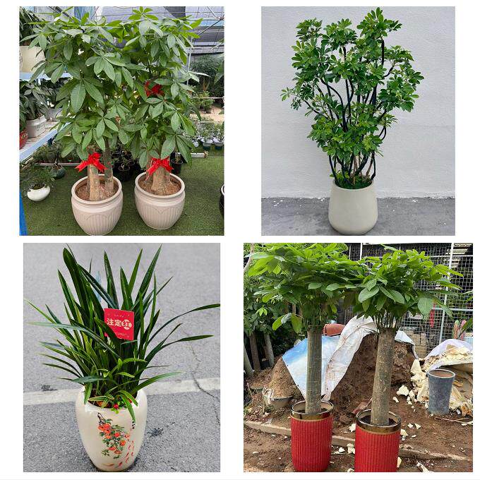 送内江市市中区东兴区威远县同城花店乔迁入新居开业绿植送发财树