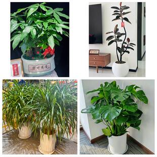 送成都市郫都区大邑县蒲江县同城绿植花卉送发财树绿萝柱公司开业