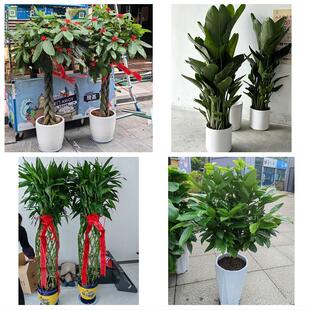 周口市川汇区扶沟西华商水县同城绿植花卉送发财树绿萝柱公司开业