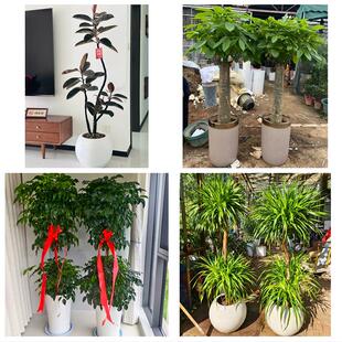 重庆市大渡口区南岸区北碚区同城绿植花卉送发财树绿萝柱公司开业