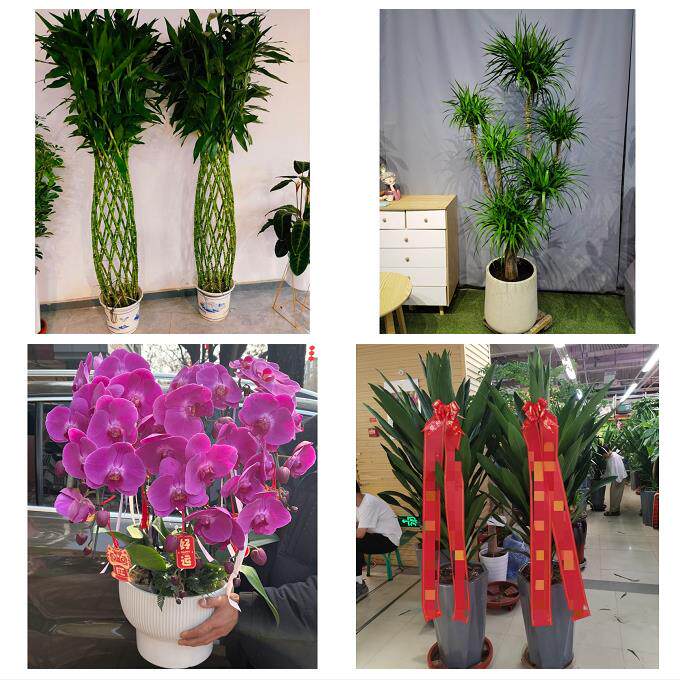 发财树招财树送朋友公司开业连云港市东海县灌云县灌南县同城花店
