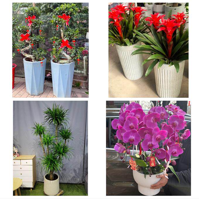 发财树招财树送朋友公司开业重庆市江津黔江区长寿合川区同城花店