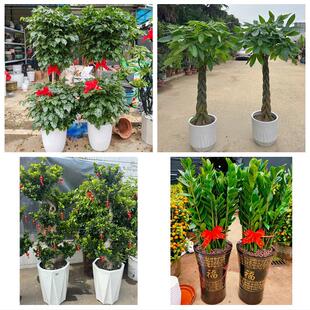 发财树绿萝柱送朋友公司开业鄂尔多斯东胜康巴什区乌审旗同城花店