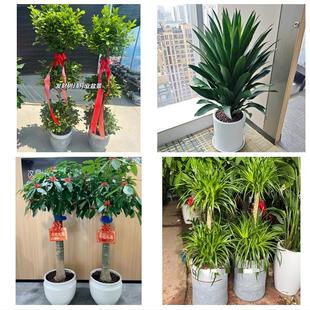温州市鹿城龙湾区瓯海洞头区花店同城配送盆栽发财树开业入新居