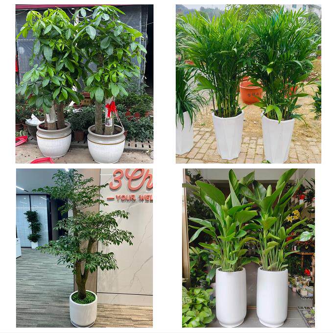 发财树招财树送朋友公司开业雅安市雨城名山区荥经汉源县同城花店