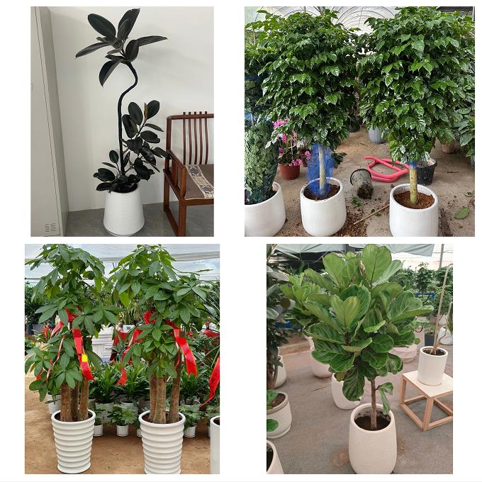 发财树绿萝柱送朋友公司开业郑州市中原区二七管城金水区同城花店