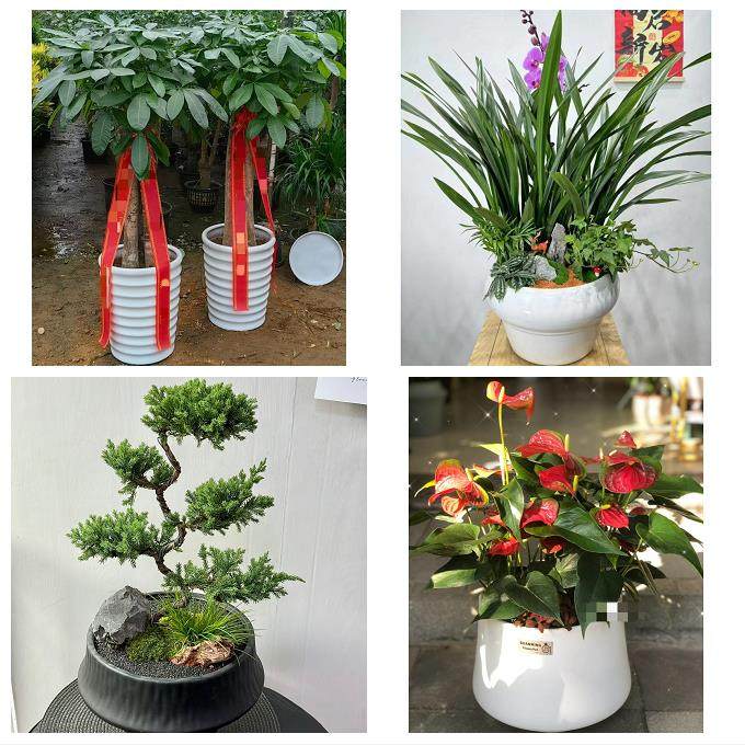 晋中市榆次区榆社左权和顺县同城鲜花店配送开业绿植发财树天堂鸟