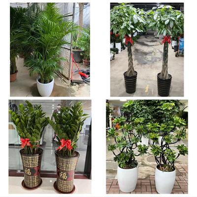 发财树招财树送朋友公司开业郴州市北湖苏仙区桂阳宜章县同城花店