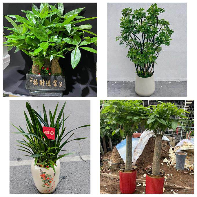 淄博市周村区桓台高青沂源县同城花店乔迁入新居开业绿植送发财树