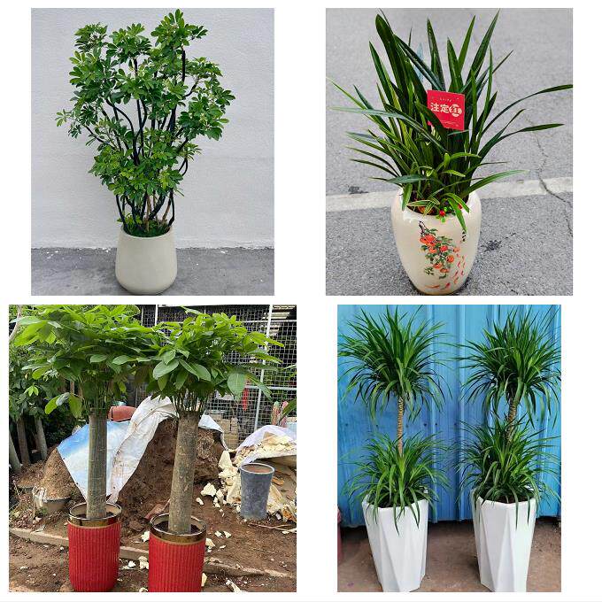 北京市房山区东风迎风星城街同城花店乔迁入新居开业绿植送发财树