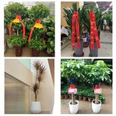 发财树招财树送朋友公司开业驻马店市驿城区西平县上蔡县同城花店
