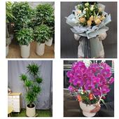 发财树招财树送朋友公司开业送白山市靖宇县长白县临江市同城花店