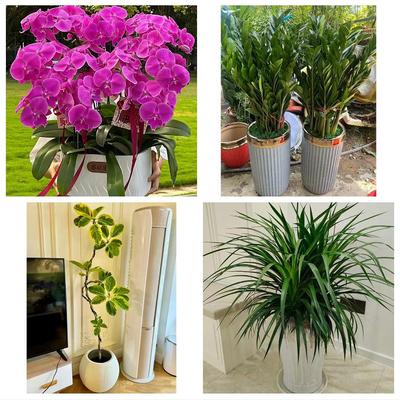 上海市静安区曹家渡天目西路同城鲜花店配送开业绿植发财树天堂鸟