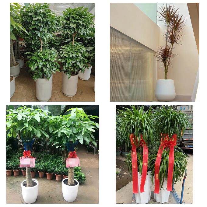 发财树招财树送朋友公司开业送吉林省白城市洮南市大安市同城花店