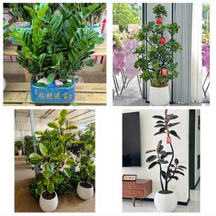 大同市城区矿区南郊区新荣区同城绿植花卉送发财树绿萝柱公司开业