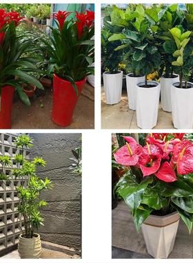 北京市门头沟大峪城子东辛房同城鲜花店配送开业绿植发财树天堂鸟