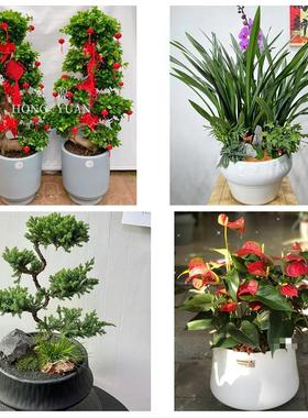 送岳阳市平江县汨罗市临湘市同城鲜花店配送开业绿植发财树天堂鸟