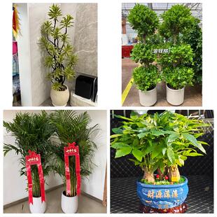 发财树绿萝柱送朋友公司开业沈阳辽中区康平法库县新民市同城花店