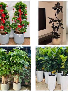 送益阳市桃江县安化县沅江市同城鲜花店配送开业绿植发财树天堂鸟