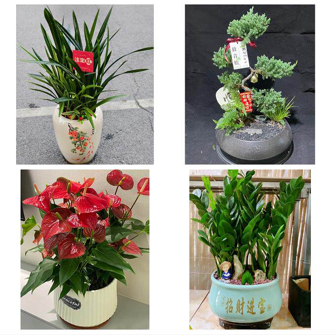 唐山市曹妃甸区遵化市迁安市同城花店乔迁入新居开业绿植送发财树