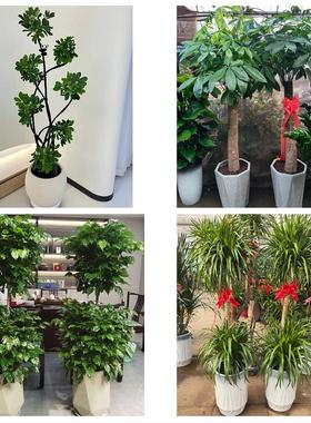 送内蒙古赤峰市宁城县敖汉旗同城鲜花店配送开业绿植发财树天堂鸟