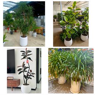 文山州马关丘北广南县富宁县同城绿植花卉送发财树绿萝柱公司开业