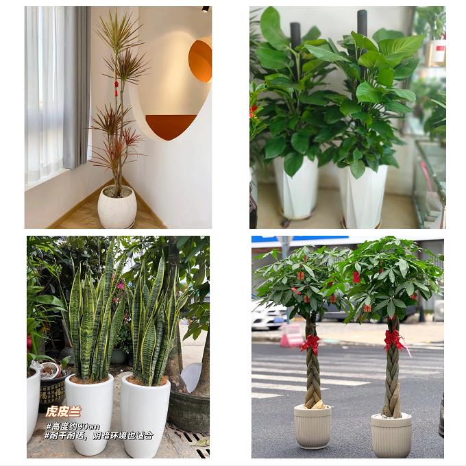 山西晋中市和顺昔阳寿阳太谷县同城花店送发财树公司店铺开业绿植