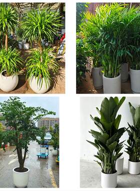 邯郸市磁县邱县鸡泽县广平县同城绿植花卉送发财树绿萝柱公司开业