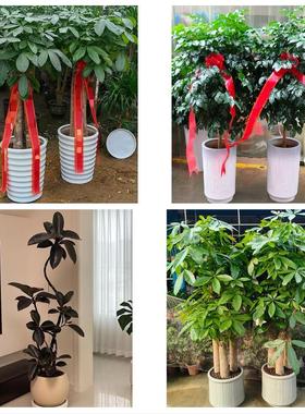 运城稷山新绛垣曲县绛县夏县同城鲜花店配送开业绿植发财树天堂鸟