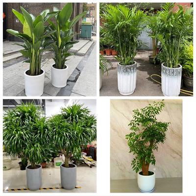 送镇江市京口区润州区丹徒区同城花店乔迁入新居开业绿植送发财树