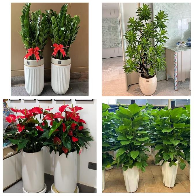 衡阳市衡东祁东县耒阳常宁市同城绿植花卉送发财树绿萝柱公司开业 - 实物图