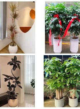 延边州龙井和龙市汪清安图县同城鲜花店配送开业绿植发财树天堂鸟