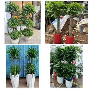 广州市荔湾越秀海珠区天河区同城花店乔迁入新居开业绿植送发财树