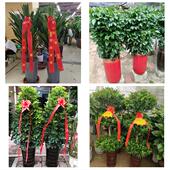 发财树招财树送朋友公司开业石家庄市无极平山元 氏县赵县同城花店