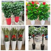 发财树招财树送朋友公司开业送九江市庐山市都昌县湖口县同城花店