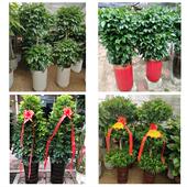 发财树招财树送朋友公司开业哈尔滨市延寿县尚志市五常市同城花店