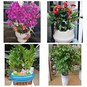 发财树招财树送朋友公司开业天津河东大王庄大直沽中山门同城花店