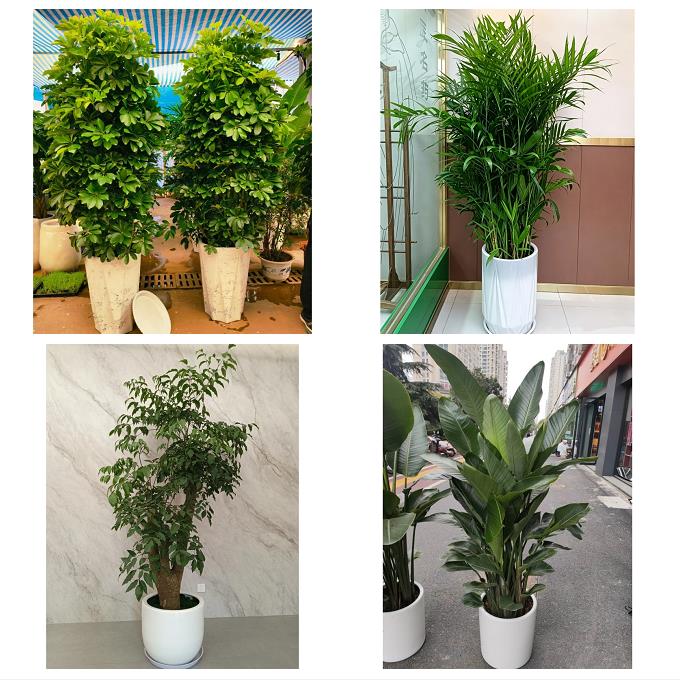 发财树鸭掌木朋友公司开业天津河西区挂甲寺马场越秀路同城花卉店